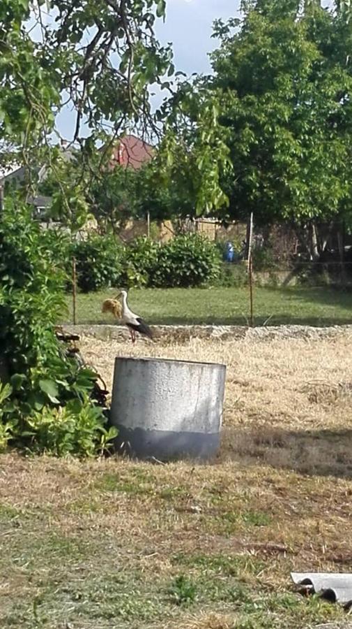 Kupai Apartman Apartment Tiszaujvaros Luaran gambar